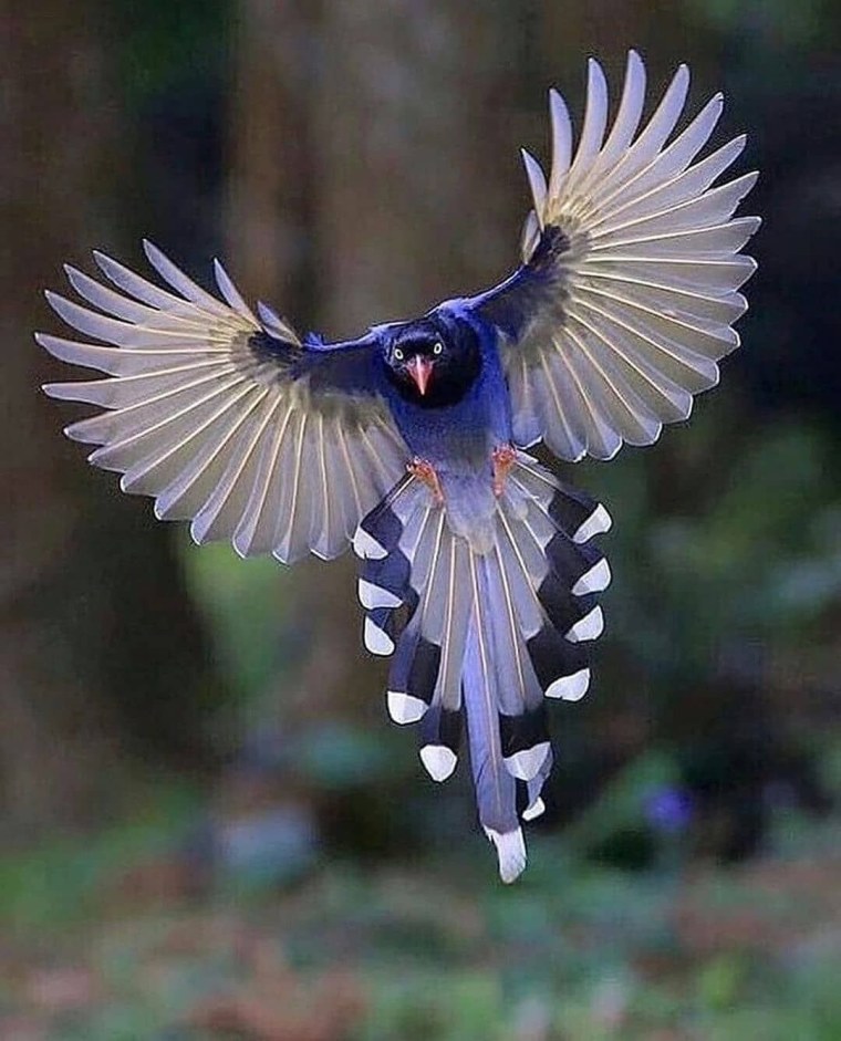 Девушка - ангел