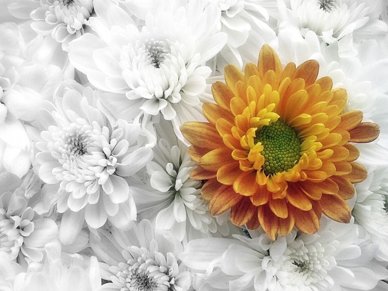 Стильные хризантемы