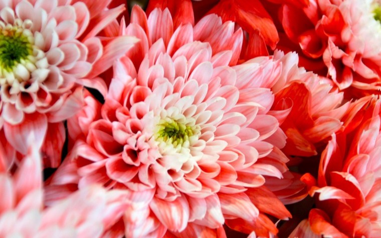 Хризантема Утренняя роса