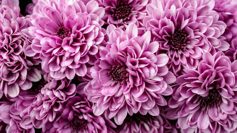 Софтон Хризантема куст