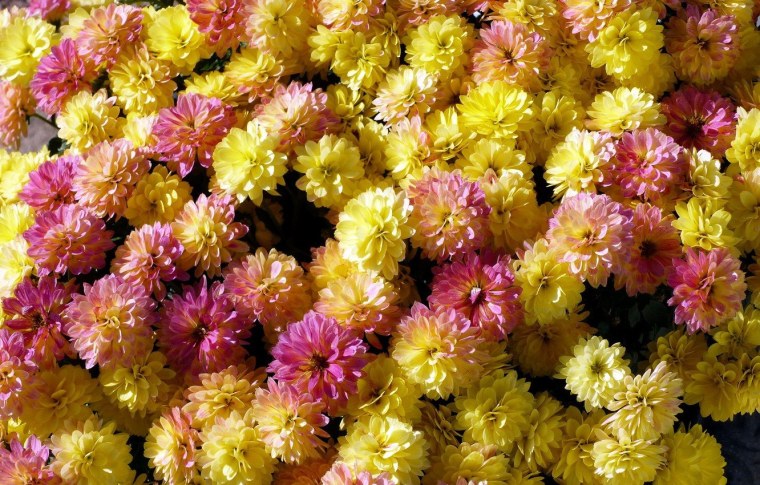 Хризантема Мемфис Аутумн