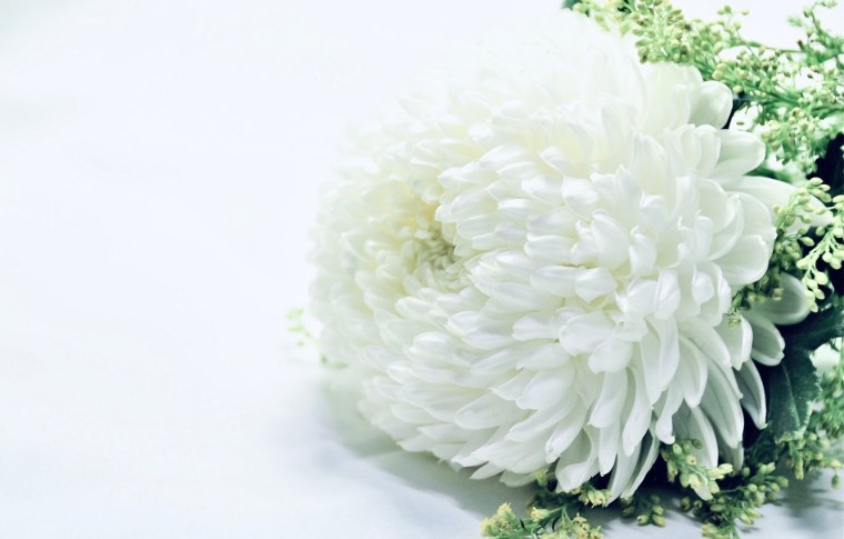 Хризантемы белые пушистые