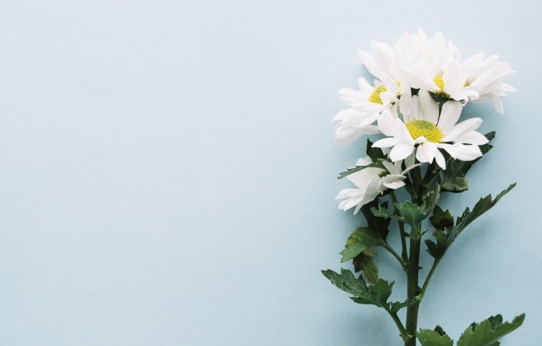 Хризантемы на Светлом фоне