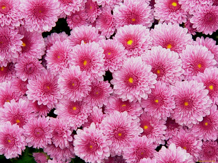 Хризантема кустовая Мемфис Пинк