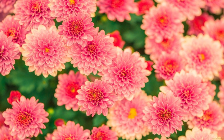 Хризантема спринг