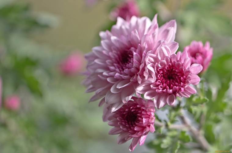 Хризантема Риварди