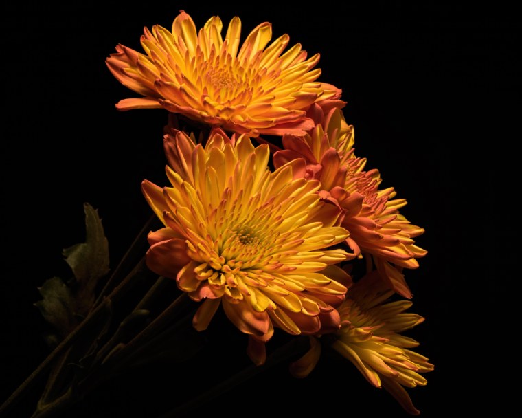 Хризантема Вильям оранж