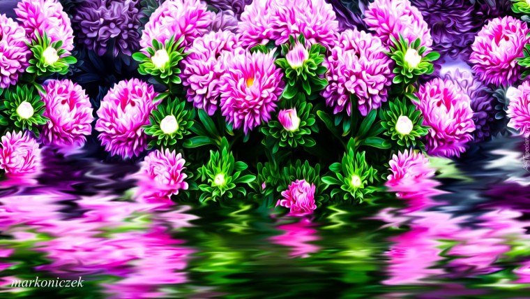 Три хризантемы