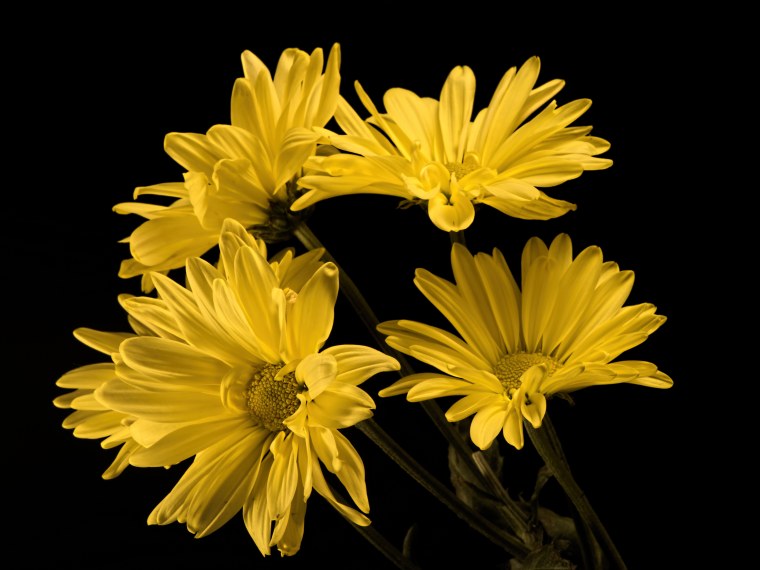 Хризантемы желтые ромашковидные
