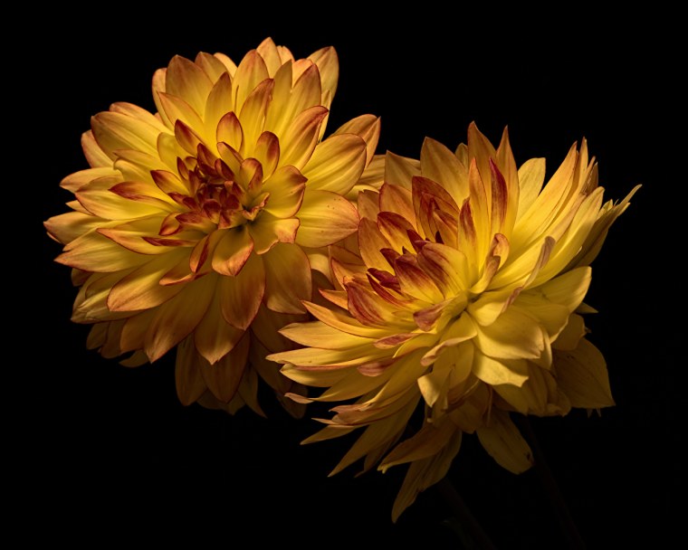 Хризантемы на темном фоне