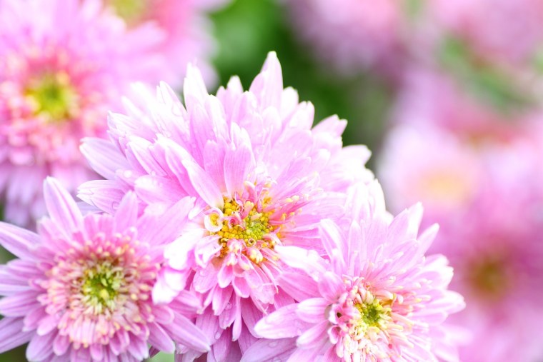 Хризантемамаргерет Пинк