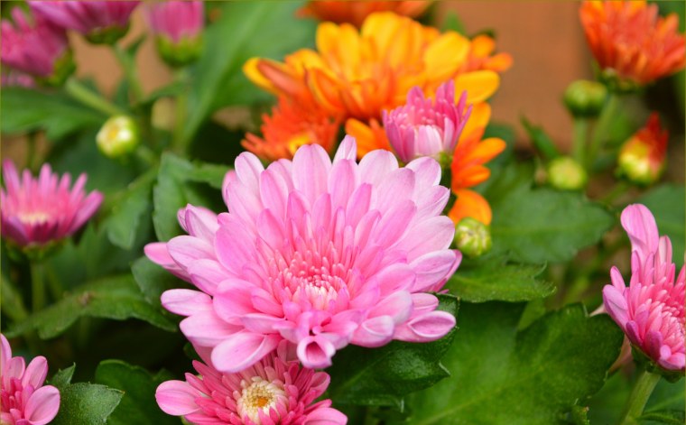 Хризантема розовая