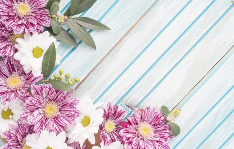 Фон цветочный хризантемы