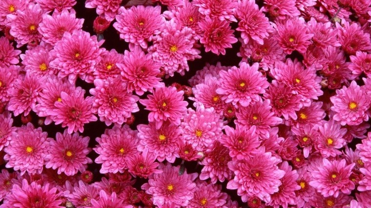 Хризантемы мелкие