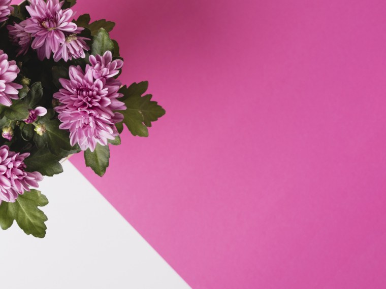 Хризантемы фон