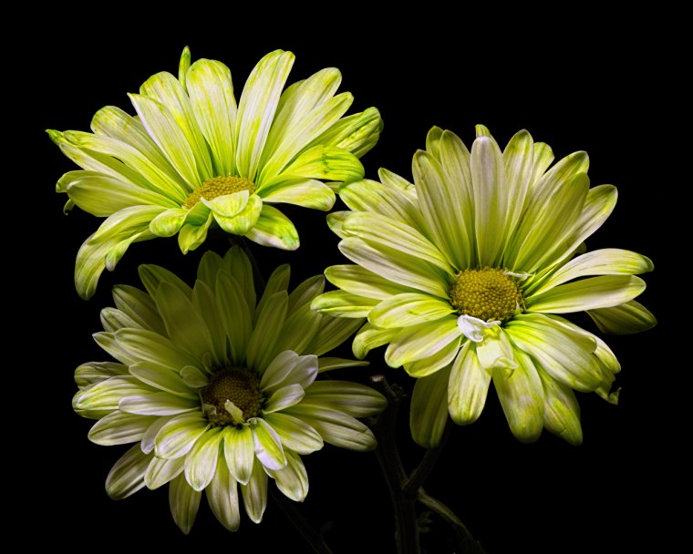 Хризантемы архикад