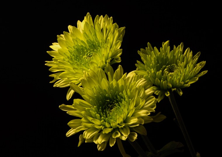 Галиаро Грин Хризантема