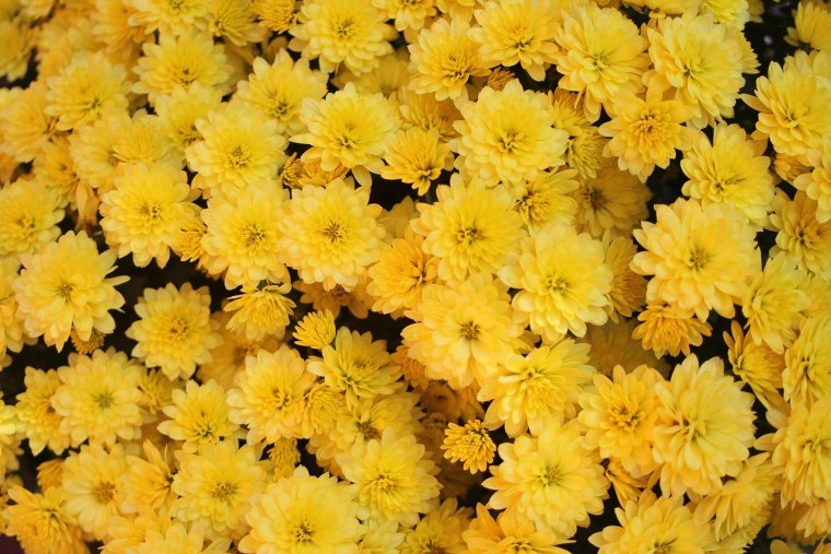 Хризантема мультифлора Джиджи Еллоу