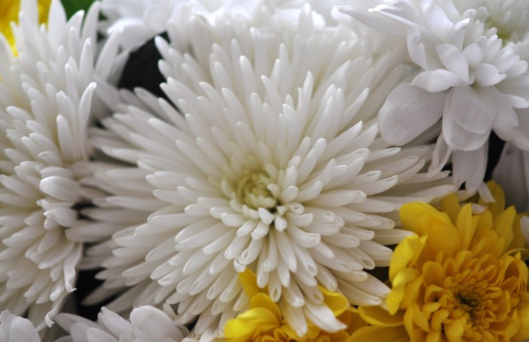 Хризантема Мэй Квин