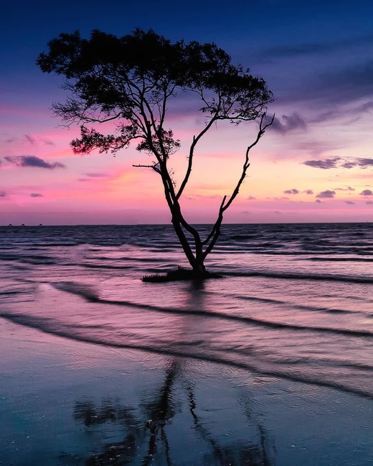 Хвойный лес у озера