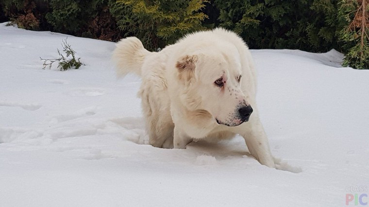 Обои с алабаем