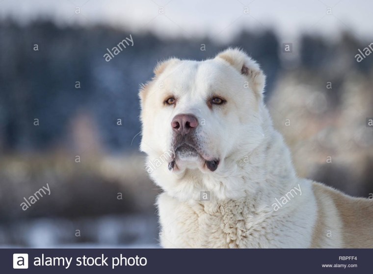 Среднеазиатская овчарка алабай злая