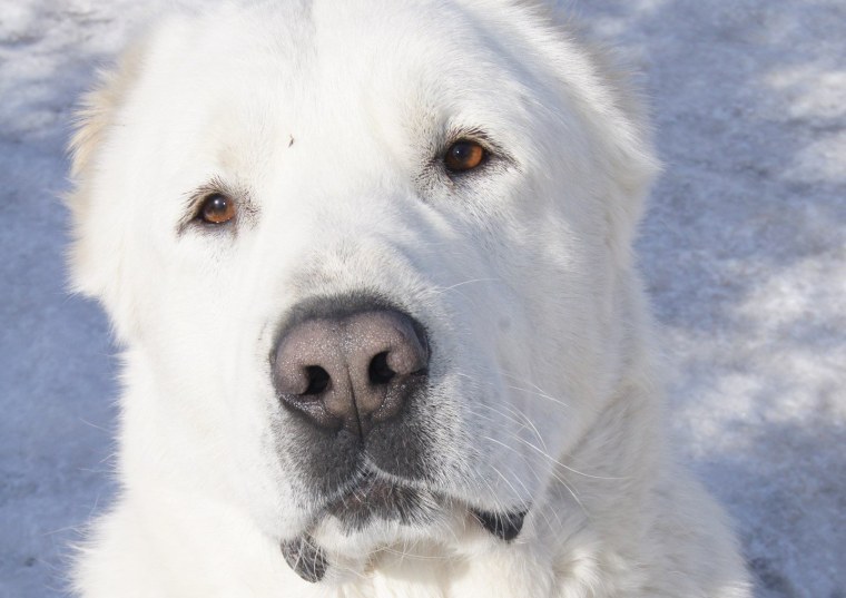 Алабай белый щенок