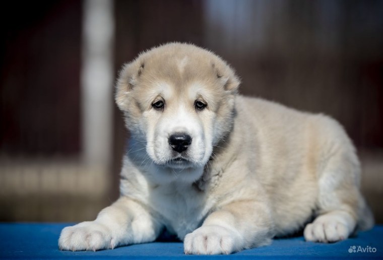 Щенок Среднеазиатская овчакабелый фон
