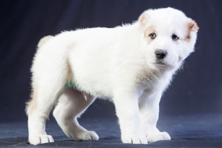 Туркменский алабай