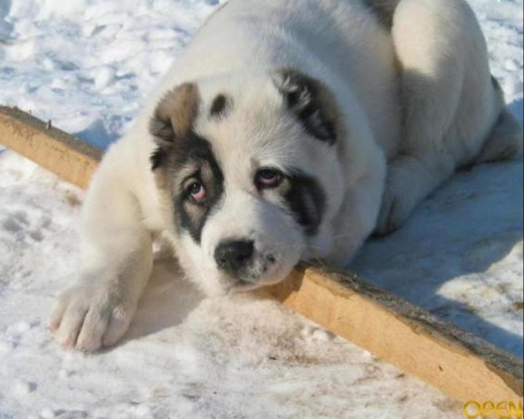 Алабай и хаски