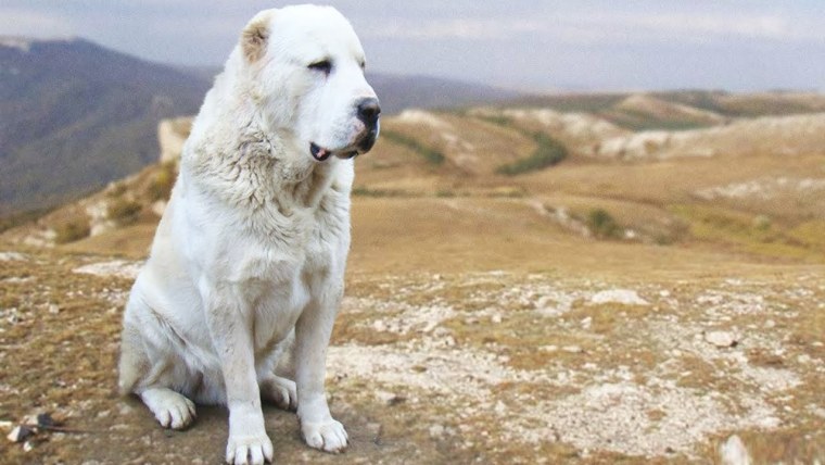 Туркменский алабай