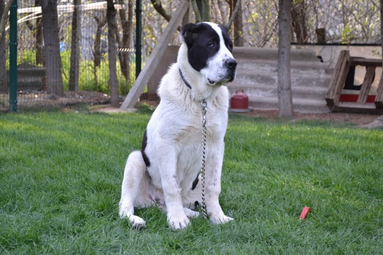 Тигровая Среднеазиатская овчарка