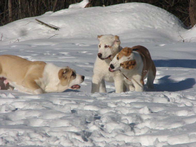 Туркменская овчарка алабай