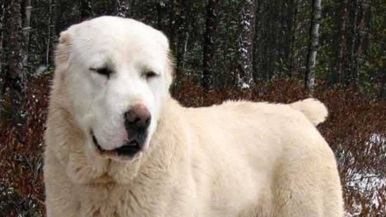 Белый алабай некупированный