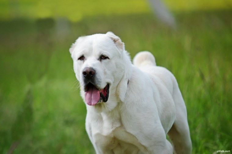 Среднеазиатская овчарка