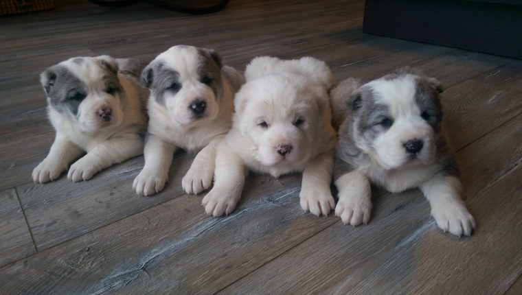 Алабай щенок