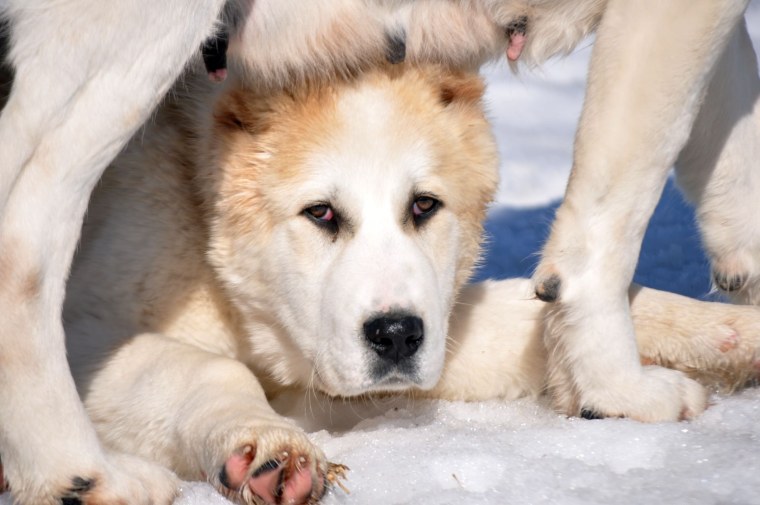 Алабай с лайкой