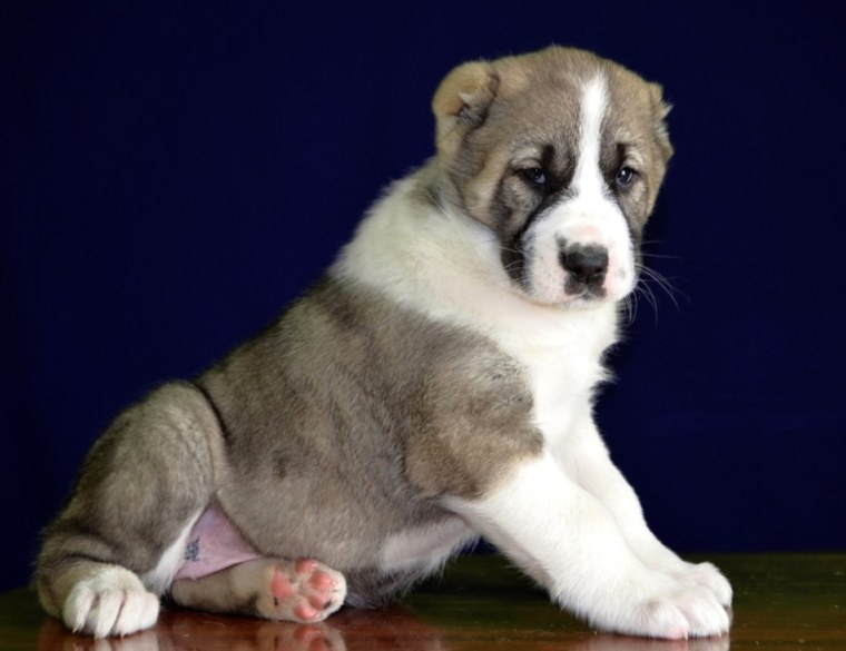 Щенки Персидского Сибирского алабая