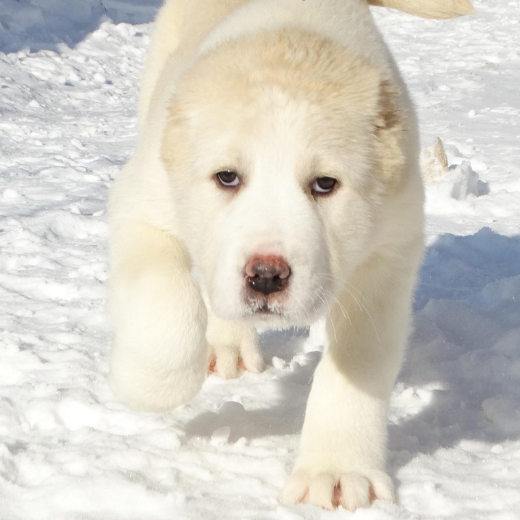 Среднеазиатская овчарка алабай