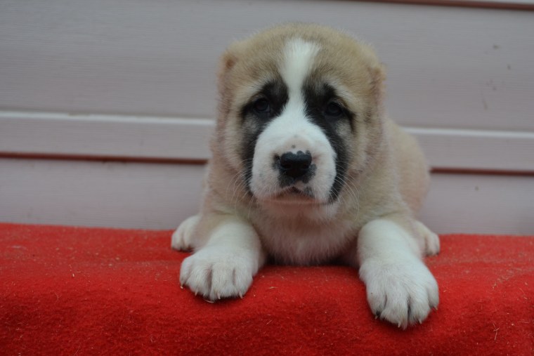 Среднеазиатская овчарка щенки