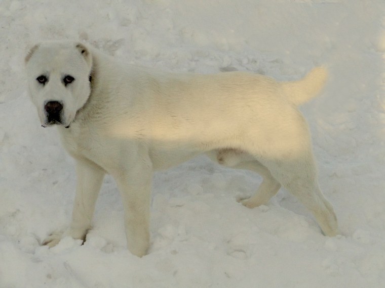 Среднеазиатская овчарка Аборигенная