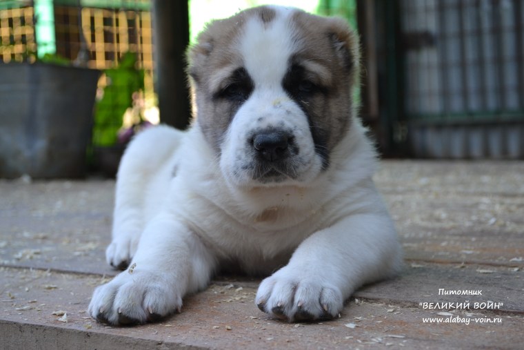 Алабай щенок