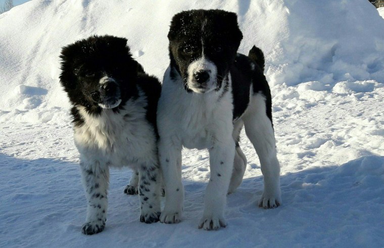 Два чёрных алабая