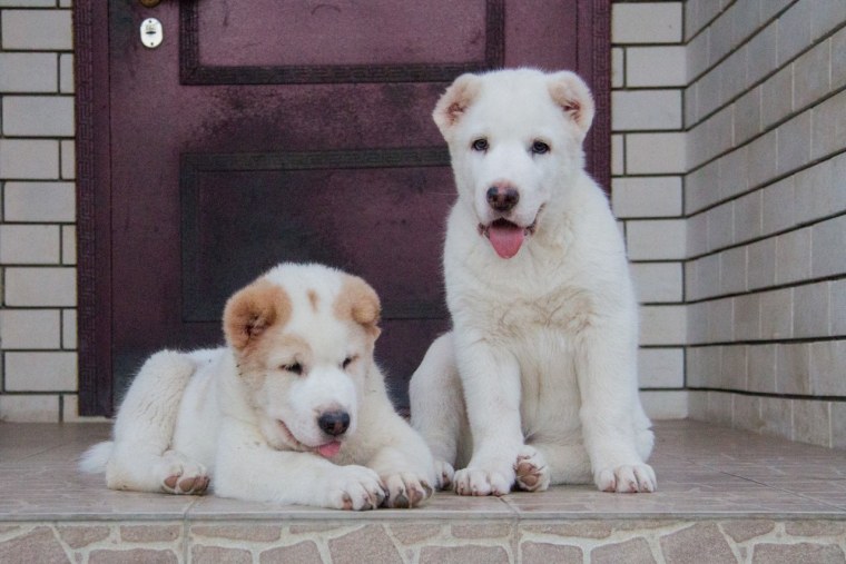 Среднеазиатская овчарка щенки