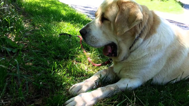 Ушастый алабай