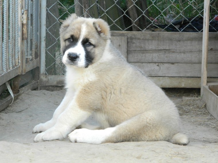 Среднеазиатская овчарка алабай