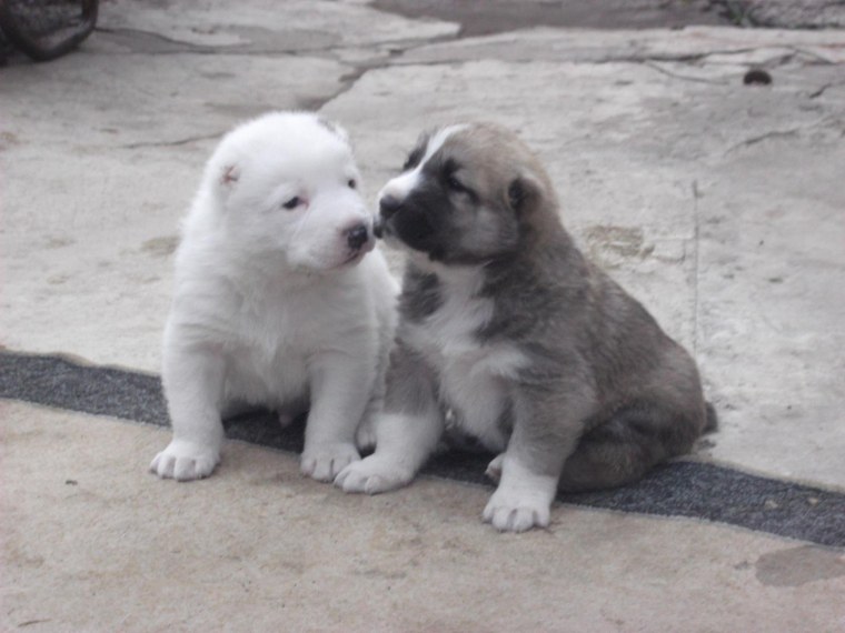 Алабай маленький щенок