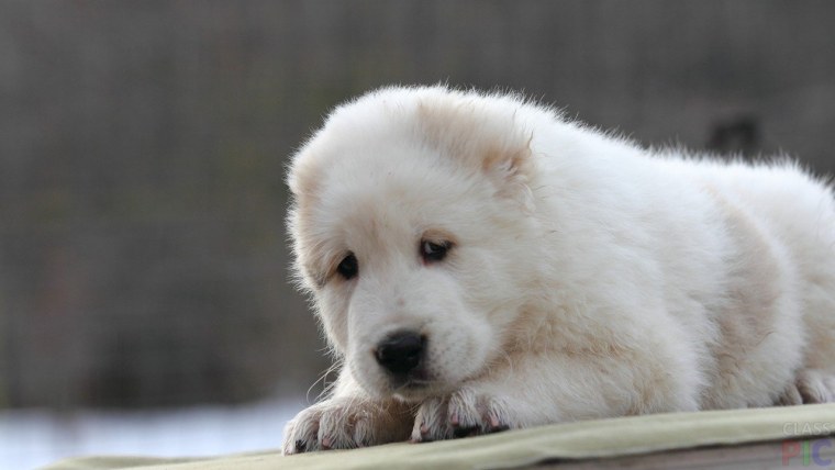 Белая пушистая собака порода похож на алабая