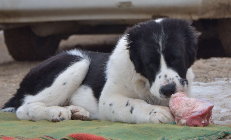 Алабай откормленная собака