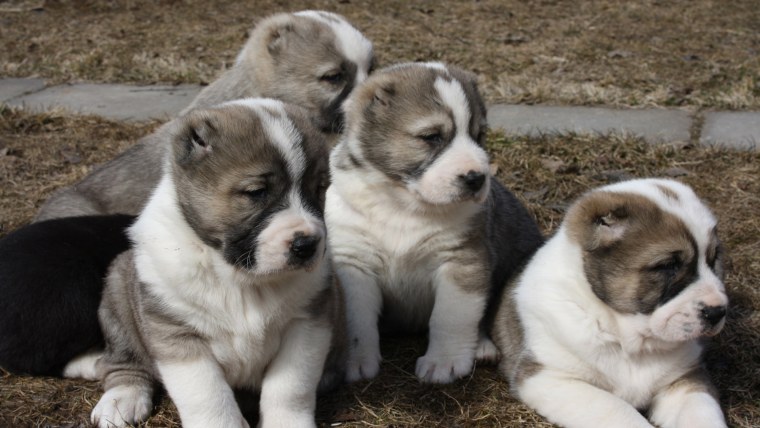 Алабай собака щенок